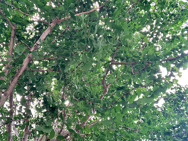 銀杏の木の写真