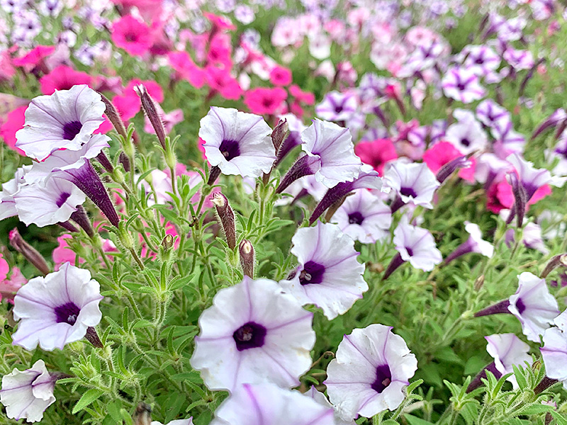 和田倉公園の花の写真
