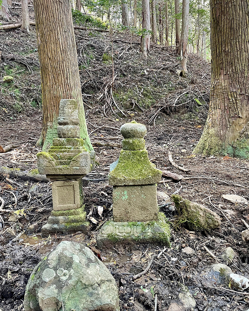 杉の木の下に、茶々丸夫妻の墓所があった写真