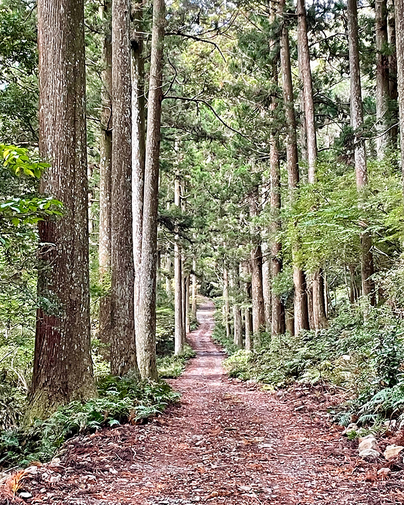 宗太郎杉の道の写真