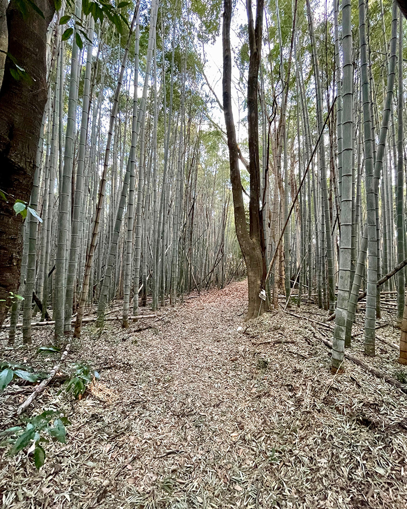 「鎌倉坂」という竹やぶの道は途中から通行止めの写真