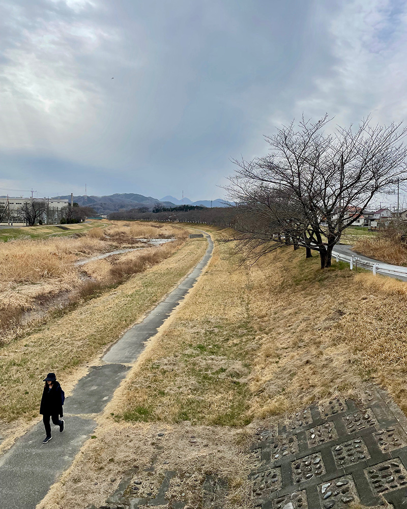 小山川沿いの桜並木、開花が待ち遠しい写真