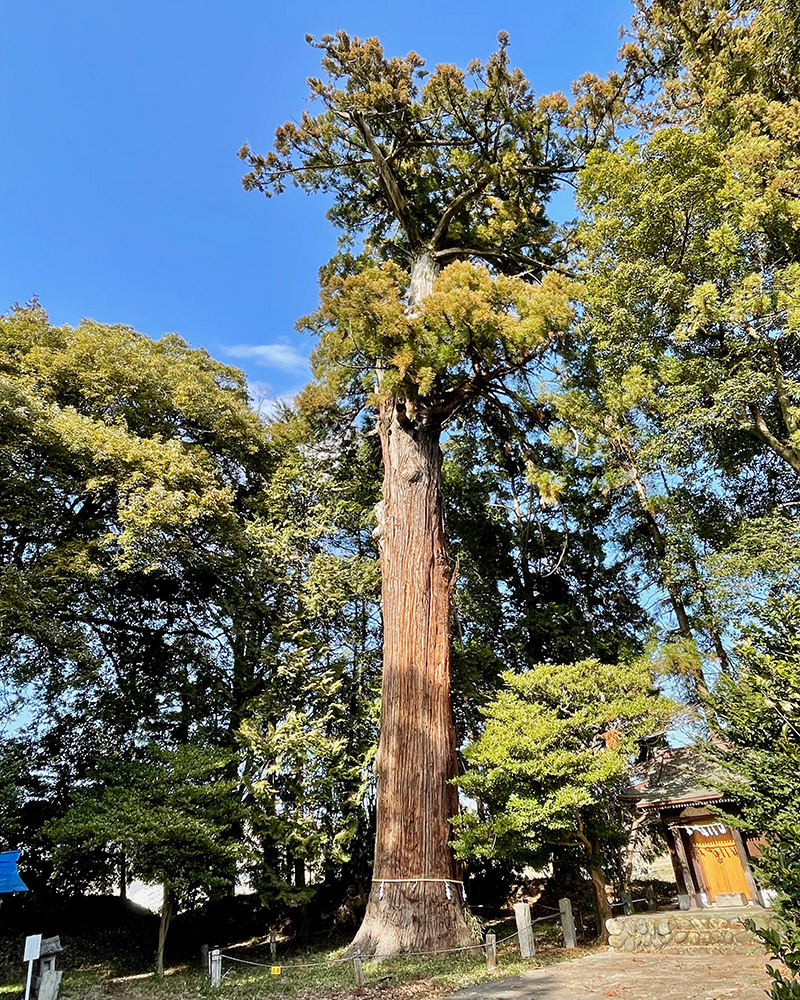 八和田神社の「逆さスギ」の写真