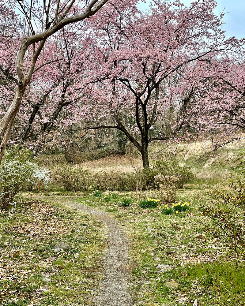 桜が咲いていた写真