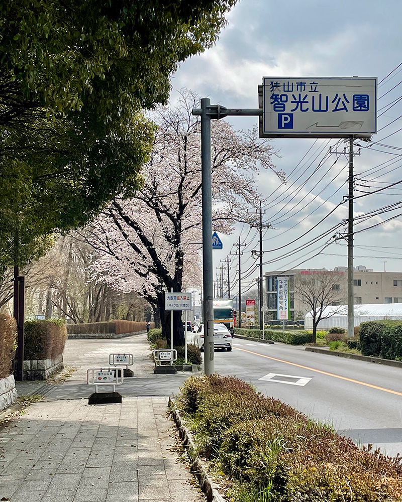 智光山公園の通りは桜が満開の写真