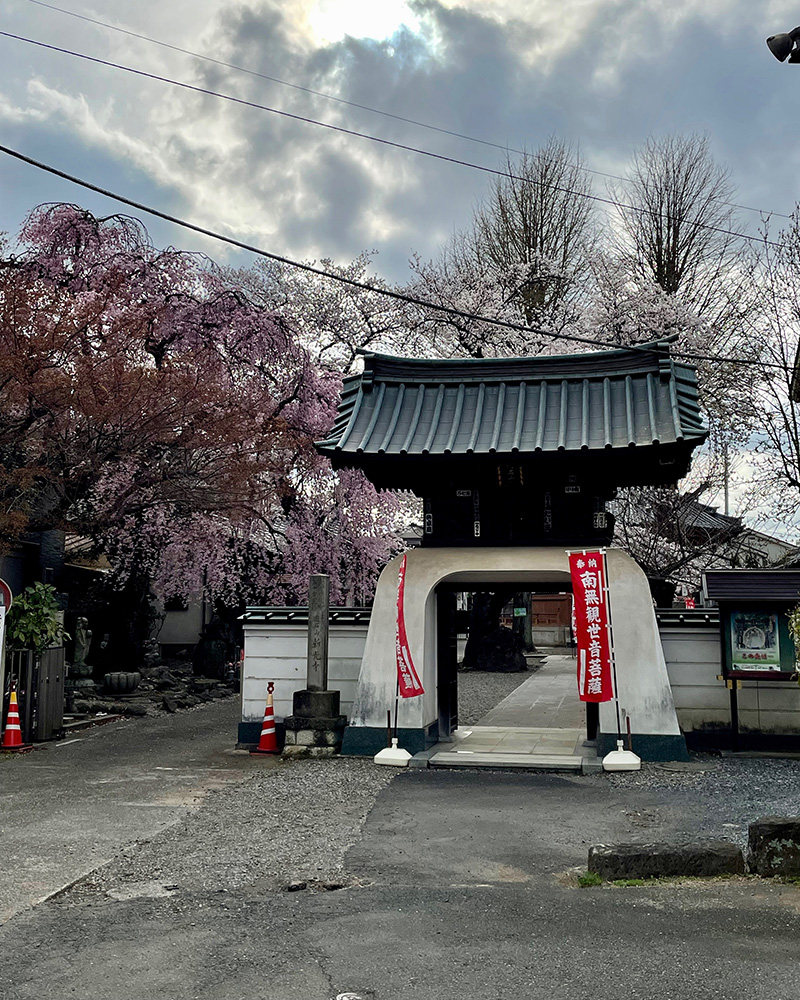 新光寺の桜がきれいだった写真