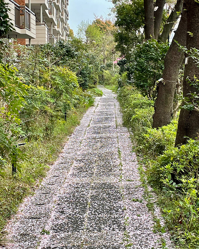 桜色の道を行く写真