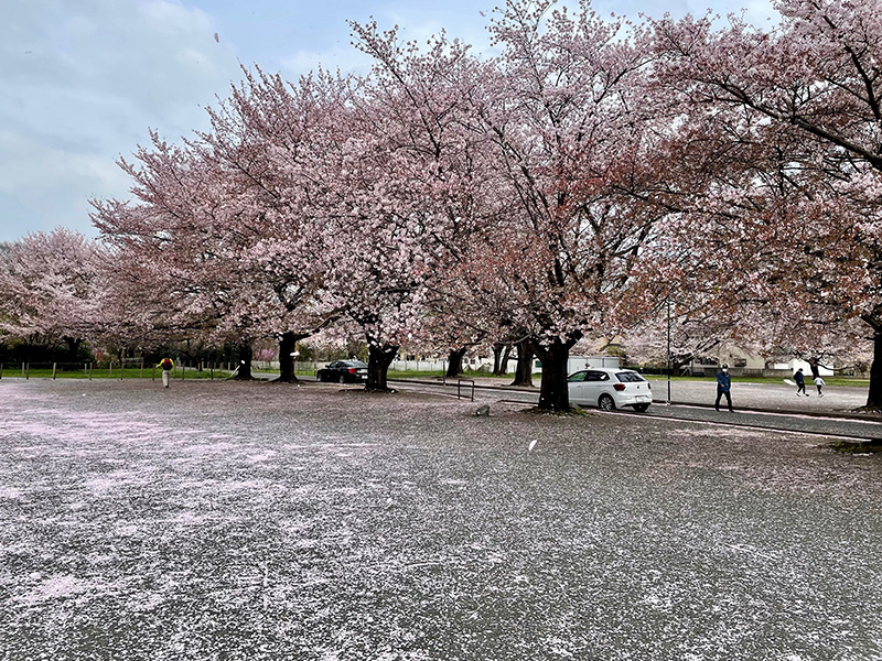 辺り一面、桜色だった写真