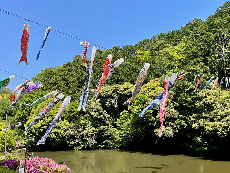鎌倉中央公園の鯉のぼりの写真