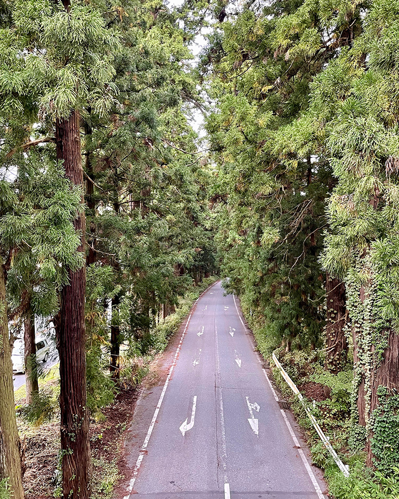 小倉歩道橋から見た杉並木の写真