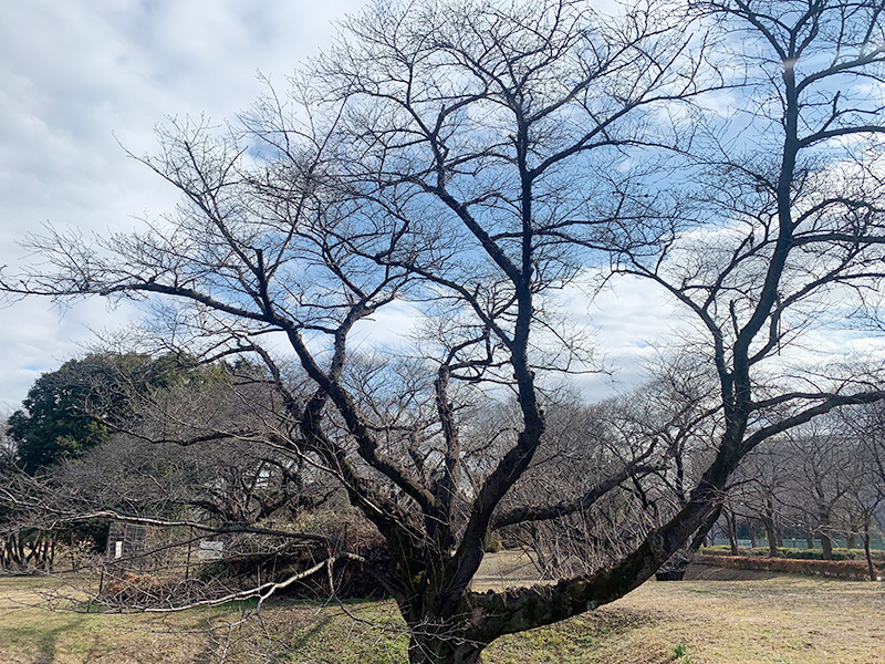 桜の木の写真1