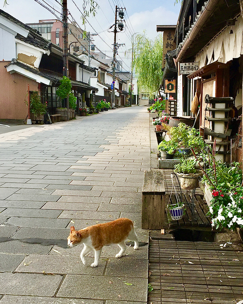 柳町とネコの写真