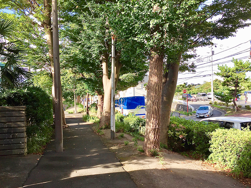 戸塚から藤沢に向かう並木道の写真