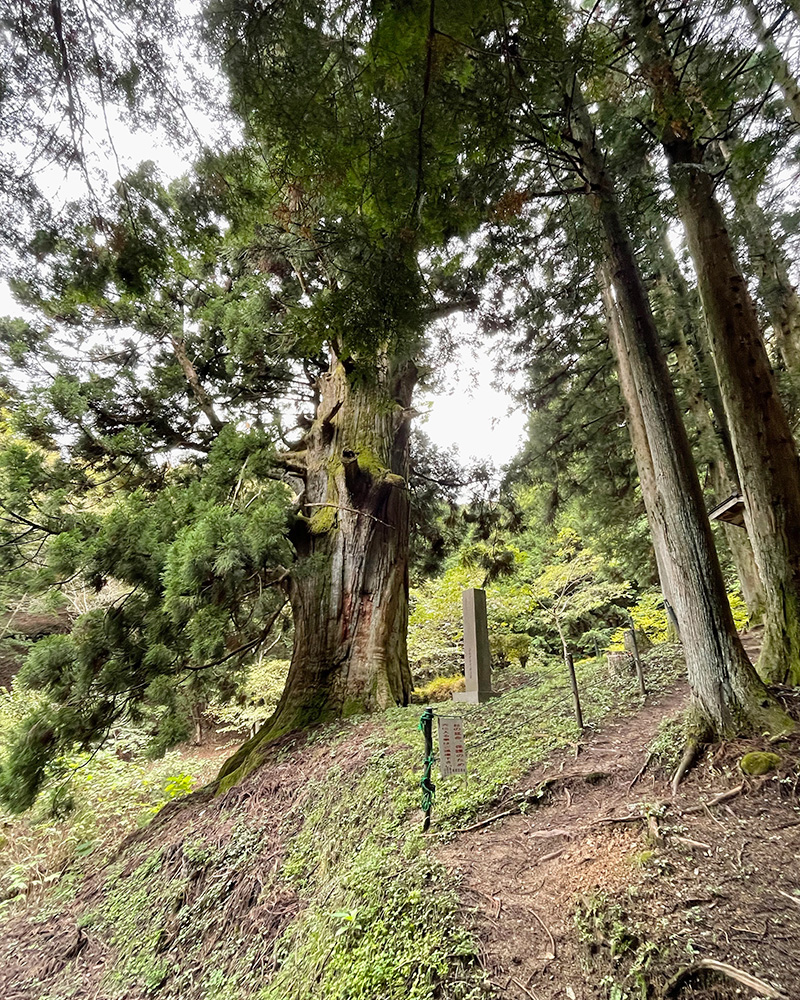 矢立の杉が現れた写真