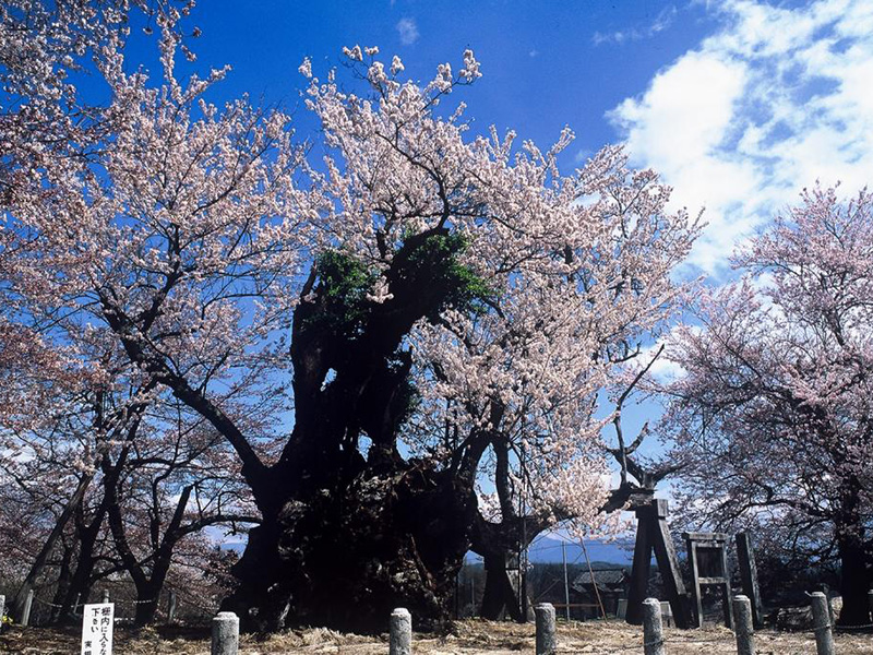 陽だまりの桜の大樹の写真