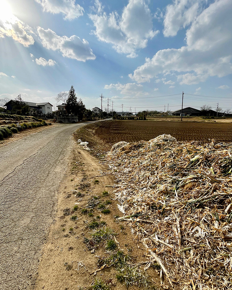 ネギ畑の横を鎌倉街道が通る写真