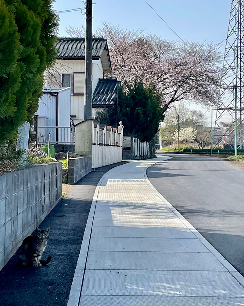 鎌倉街道の掘割が水路になっている写真
