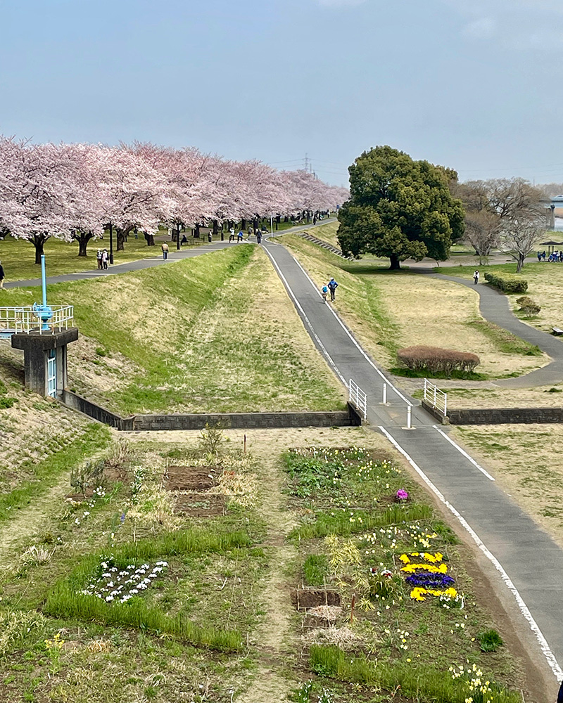 入間川の桜並木が美しい写真