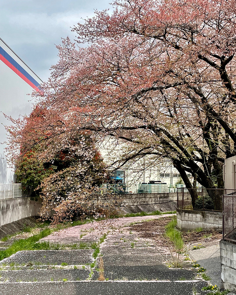 桜が舞い散っていた写真