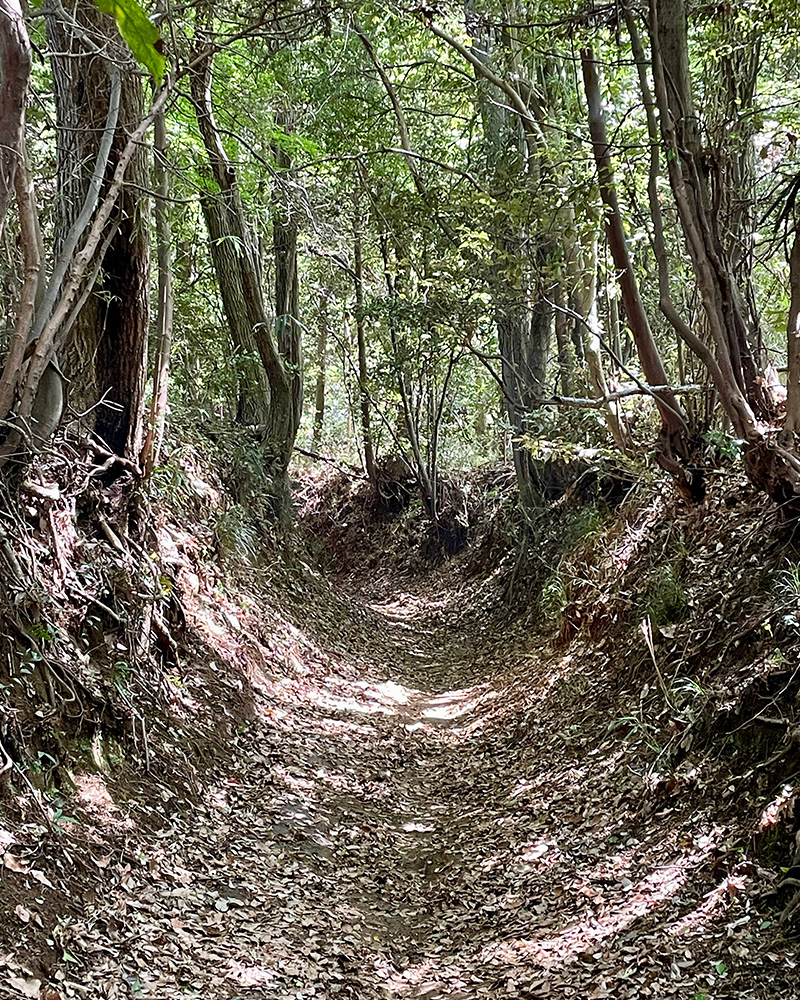 森の中の古道を歩く写真