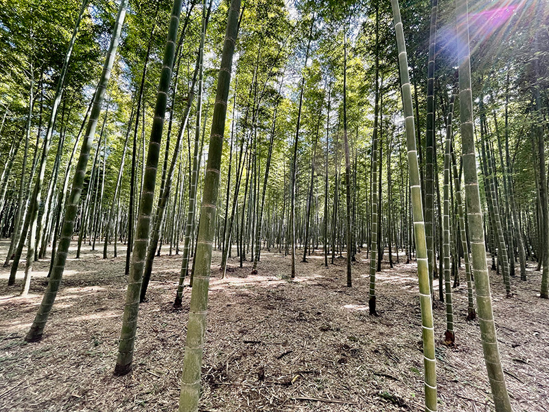 この孟宗竹の林の中で数々のCMが撮影された写真