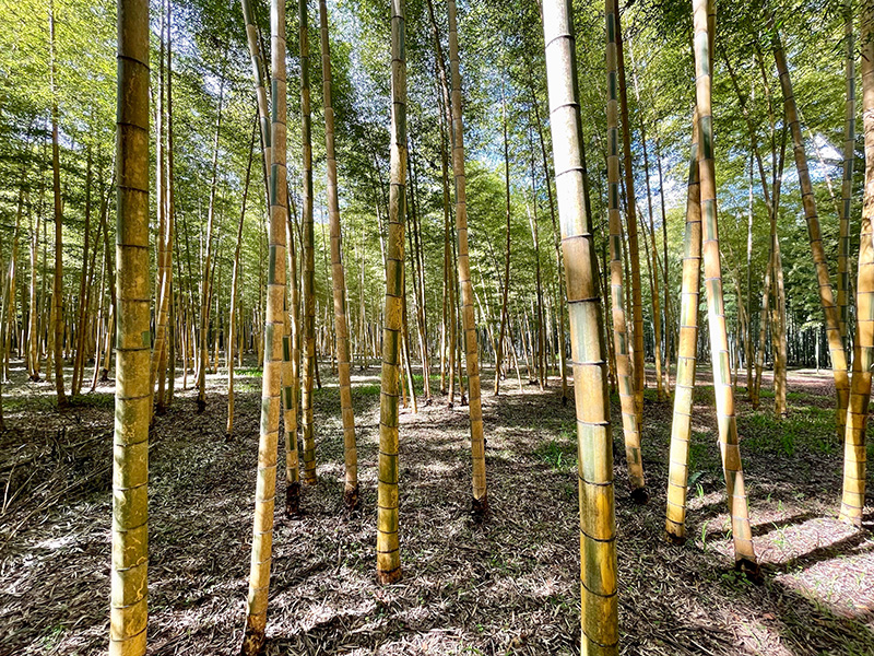 『るろうに剣心』の撮影が行われたという金明孟宗竹の林の写真