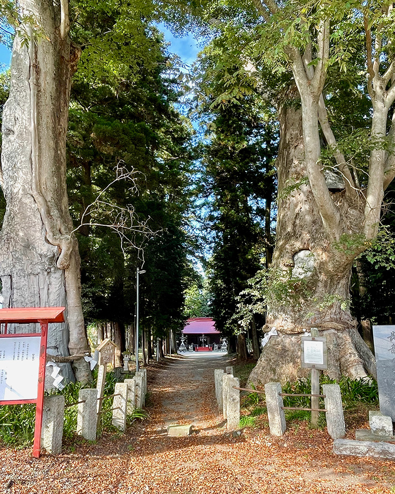 智賀都神社に参拝の写真